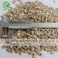 Organic sunflower Seeds Kernels confectionery grade High Quality